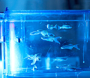 Zebrafish