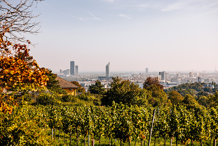 View of Vienna taken from a green vineyard