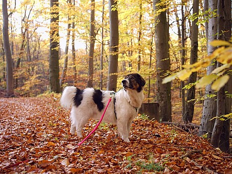 Dog in a forest in autumn