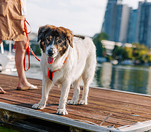 Woman with dog portraited in large standing at pier