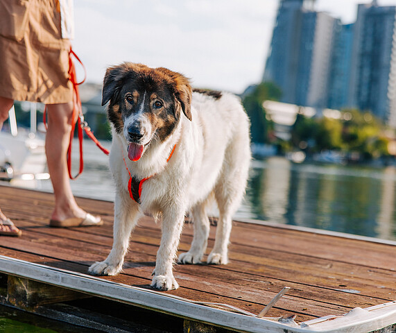 Woman with dog portraited in large standing at pier