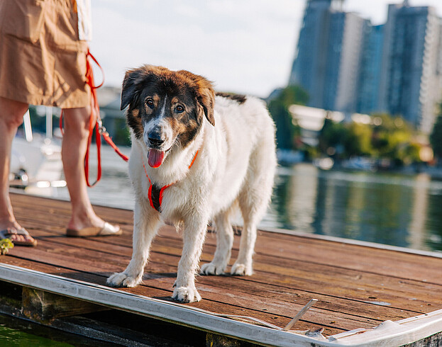 Woman with dog portraited in large standing at pier