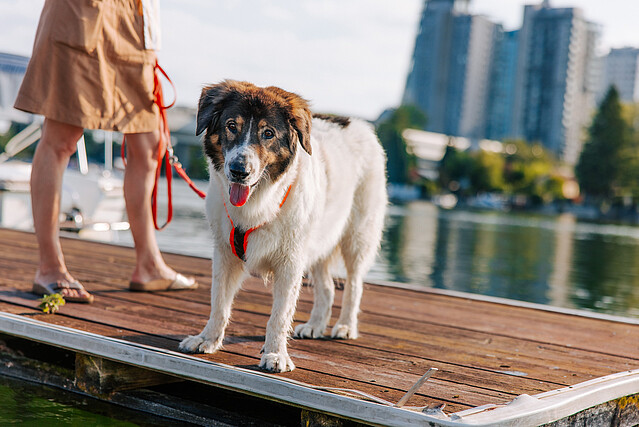 Woman with dog portraited in large standing at pier