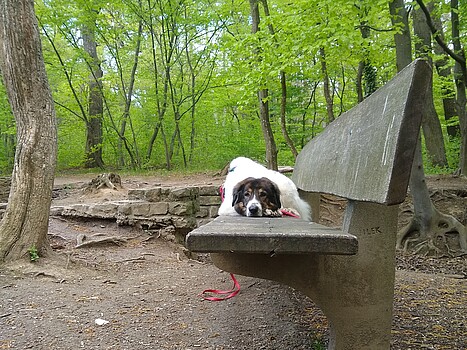 Dog lying on a bench in the woods