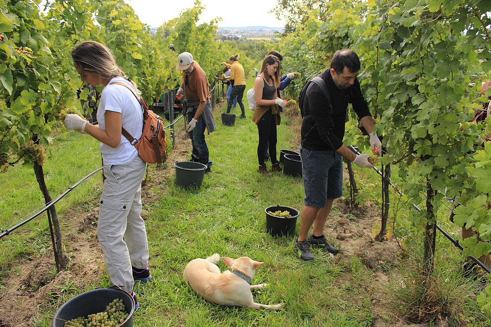 People harvesting grapes with a dog