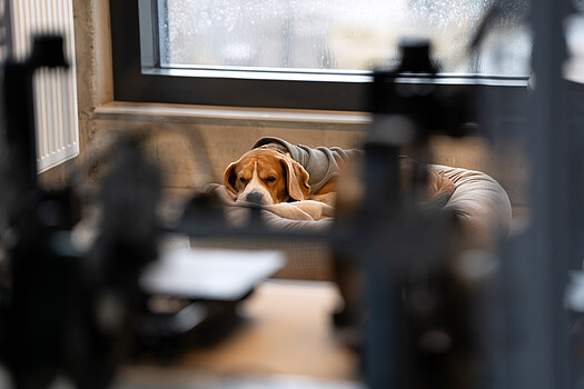 Bürohund im Hintergrund von 3D-Druckern