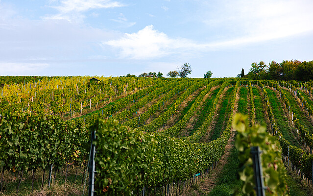 Viennese green vineyards with a clear sky