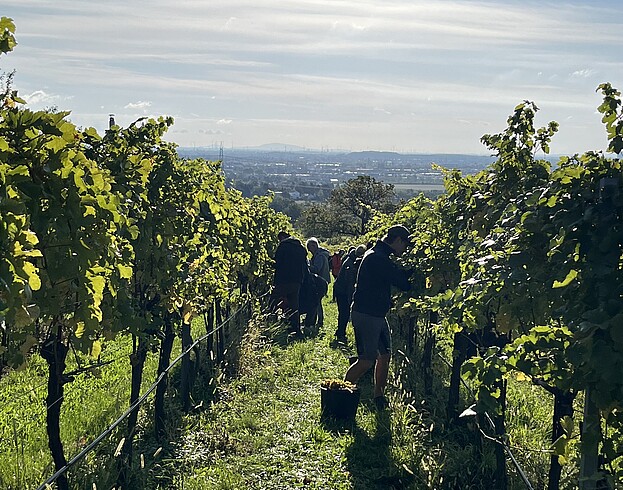 Grapevines on a hill in Vienna