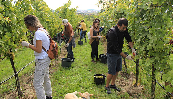 People harvesting grapes with a dog
